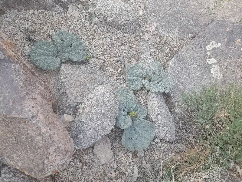 زمین مسکونی|فروش زمین و ملک کلنگی|میمه, |دیوار