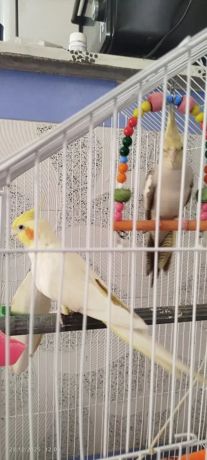 پرنده|پرنده|تویسرکان, |دیوار