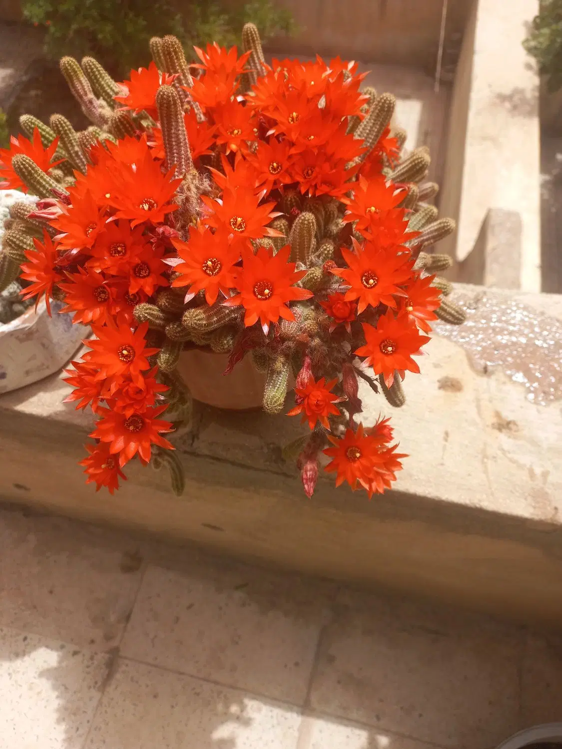 گل کاکتوس|گل و گیاه طبیعی|آبیک, |دیوار