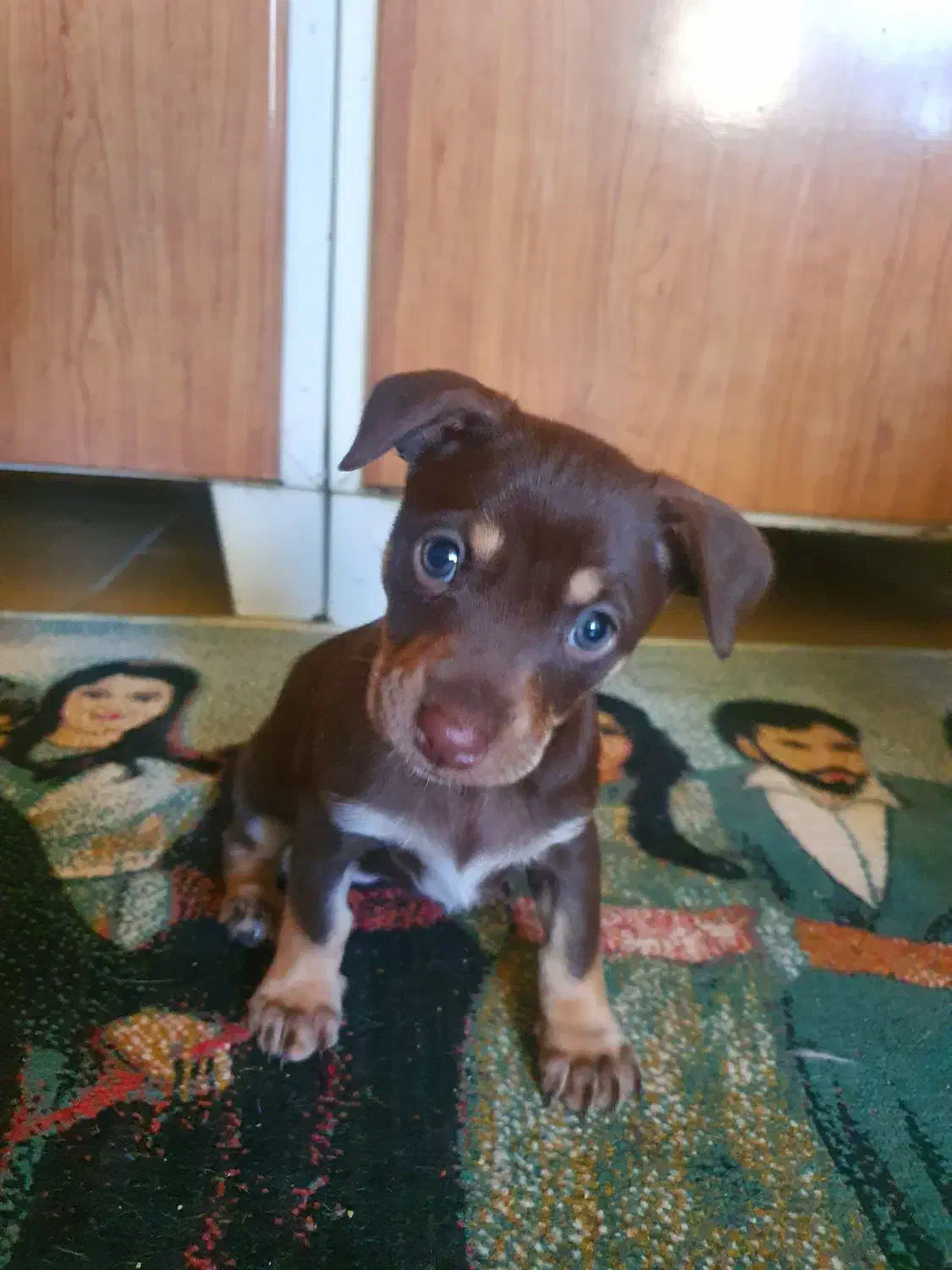 واگذاری دوبرمن مینیاتور پینچر اصیل(دوبرمن پاکوتاه)|سگ|گنبد کاووس, |دیوار