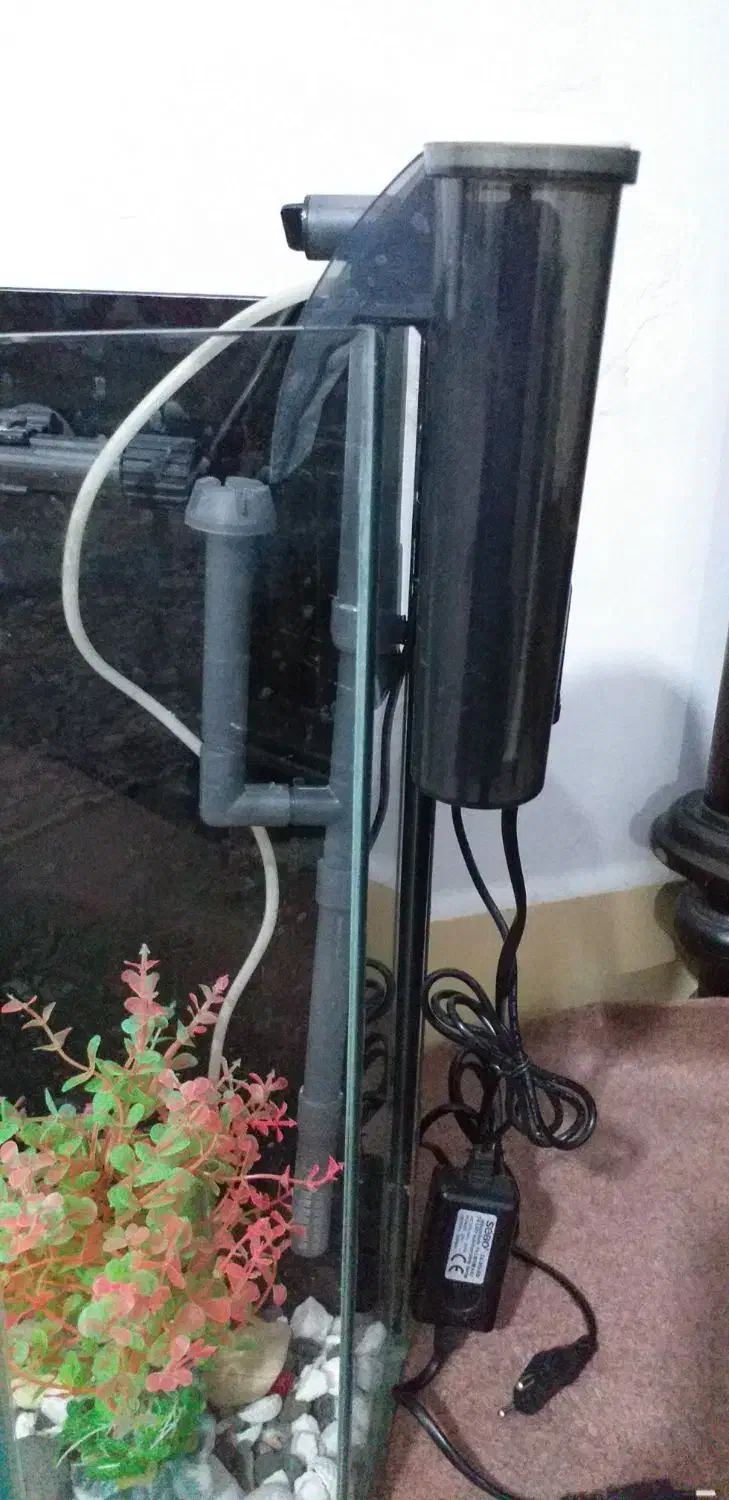 اکواریوم|ماهی|پاکدشت, پاکدشت (مامازند)|دیوار