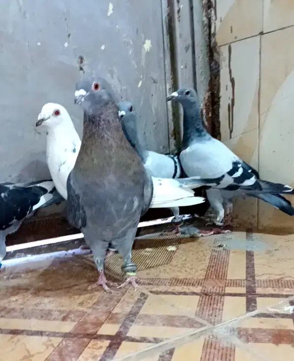 کبوتر 5عدد پلاکی نر همه باهم 1100مفت|پرنده|سده (خراسان جنوبی), |دیوار