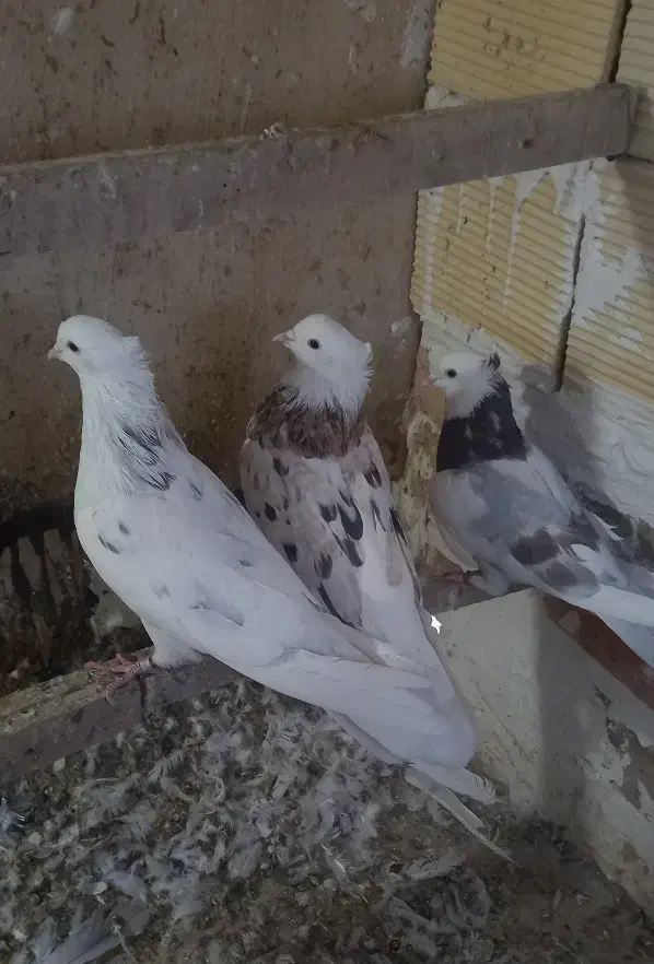 ۳ تا کفتر عطیقه|پرنده|شهریار, شهریار|دیوار