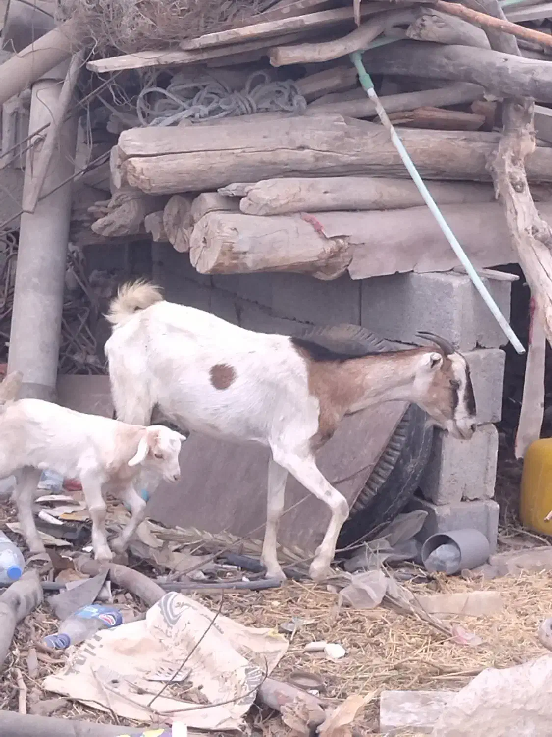 گیسع زایده کهر ماده عروسک پاشع|حیوانات مزرعه|لامرد, |دیوار