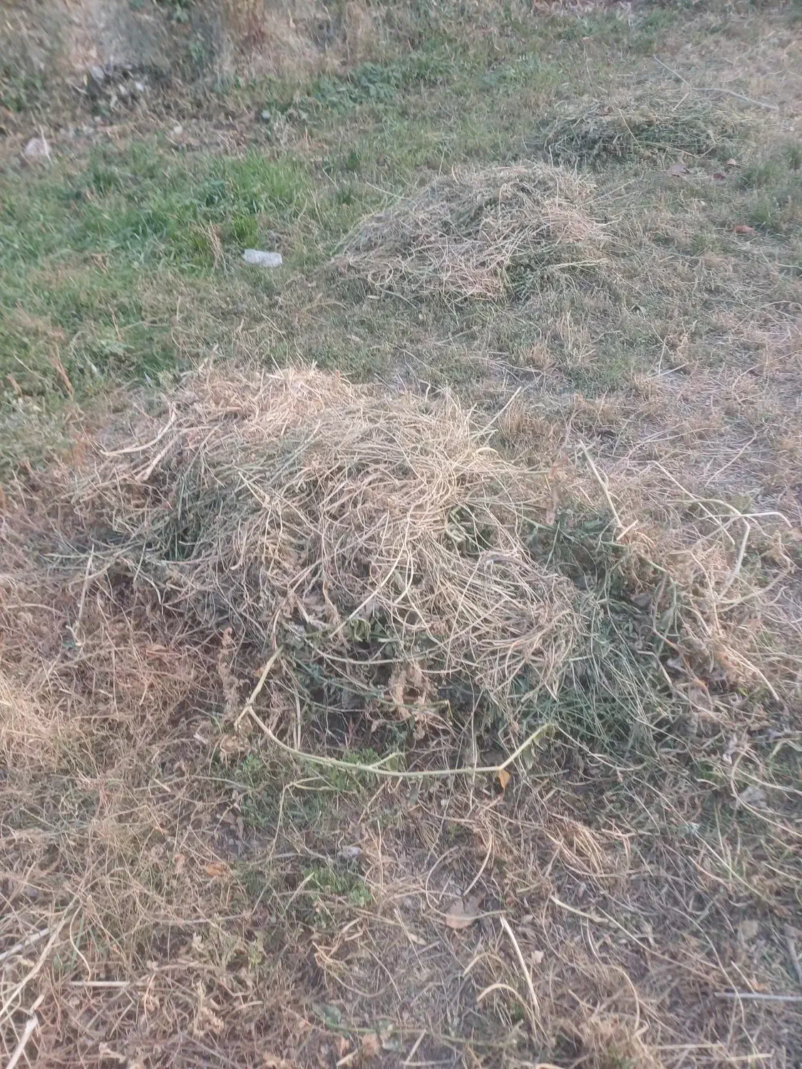 یونجه|لوازم جانبی حیوانات|همدان, |دیوار