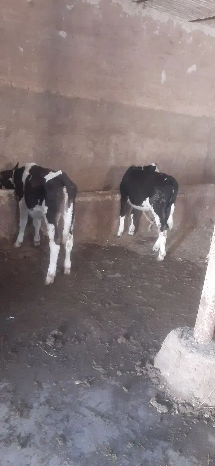 گوساله ماده سمینتال|حیوانات مزرعه|تبریز, |دیوار