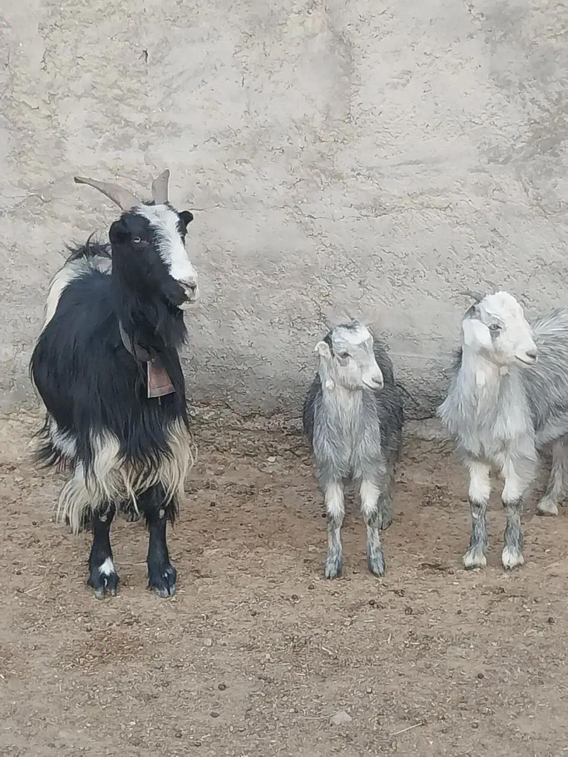 بزدوقولو زا|حیوانات مزرعه|ساوه, |دیوار