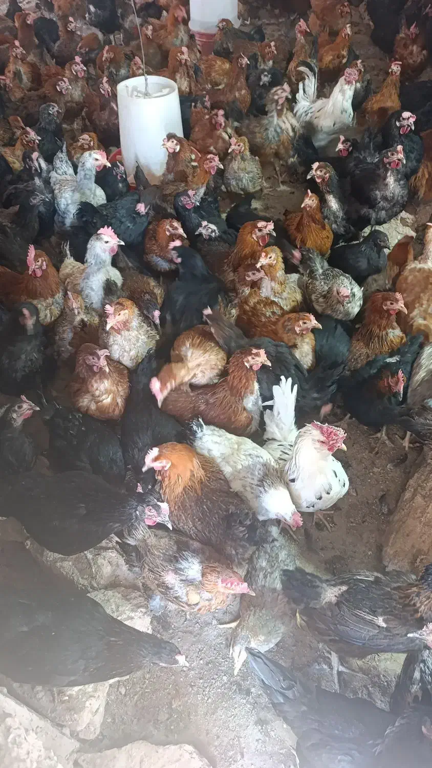 مرغ حلی|حیوانات مزرعه|دهبکری, |دیوار