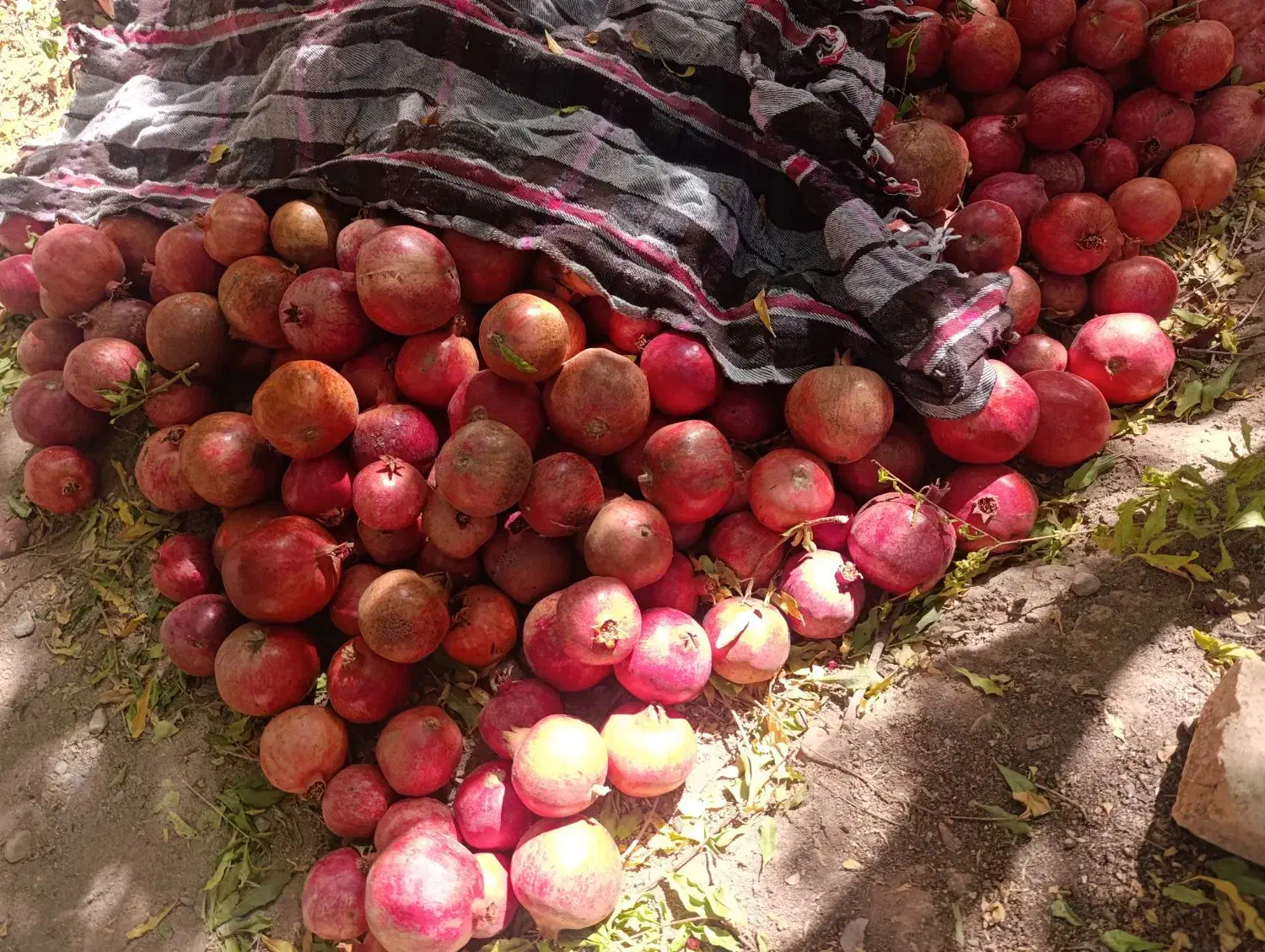 انار میخوش|عمدهفروشی|مهریز, |دیوار