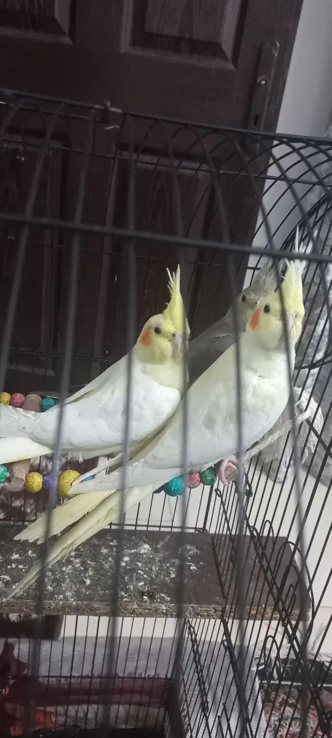 عروس هلندی|پرنده|کوچصفهان, |دیوار