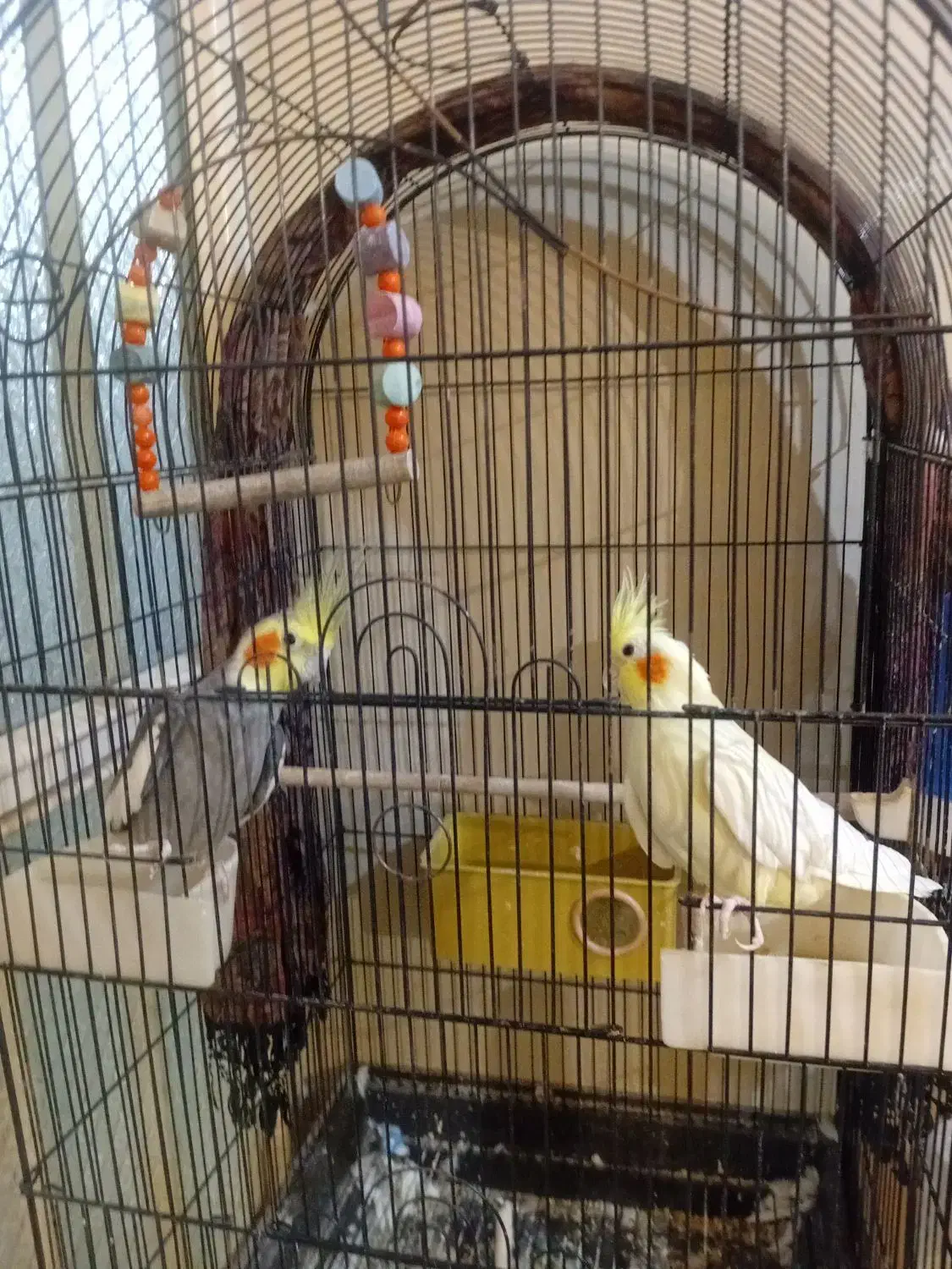 عروس هلندی|پرنده|ساری, |دیوار