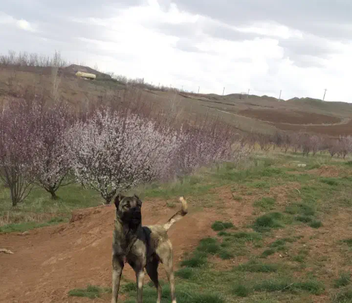 سگ سرابی|سگ|زنجانرود, |دیوار