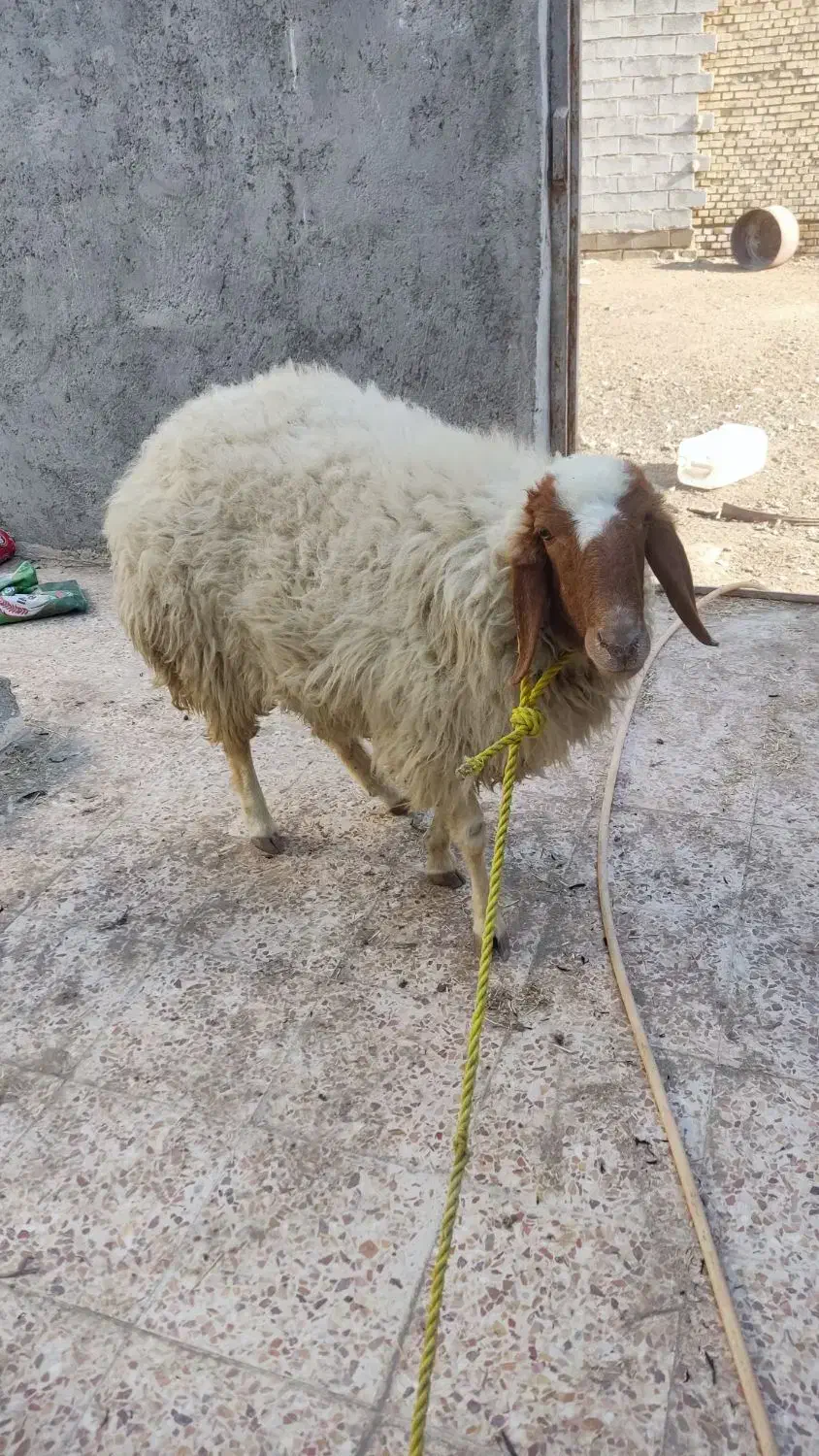 گوسفند .بره ماده|حیوانات مزرعه|باوی, |دیوار