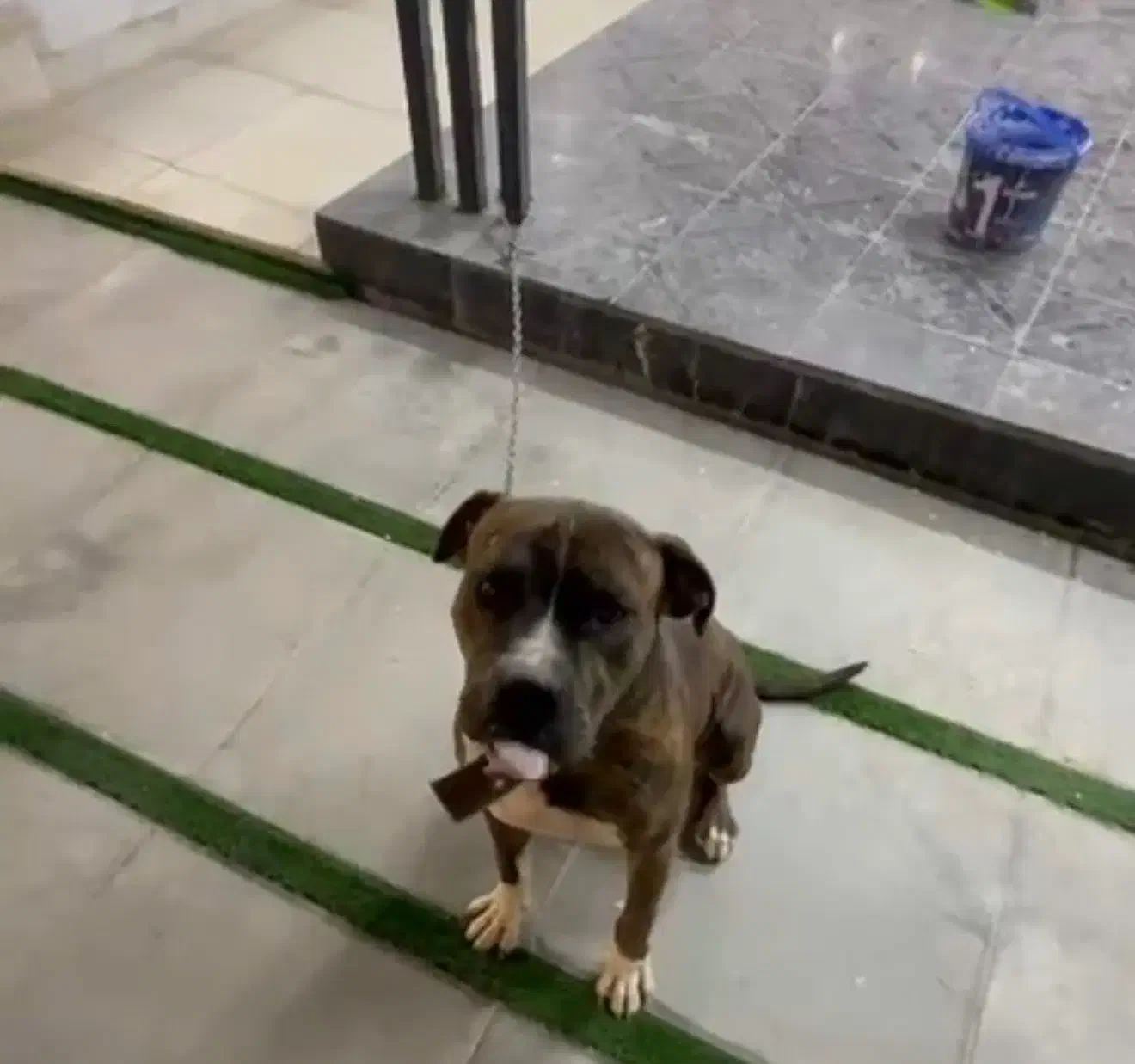 سگ نگهبان|سگ|ماهدشت, |دیوار