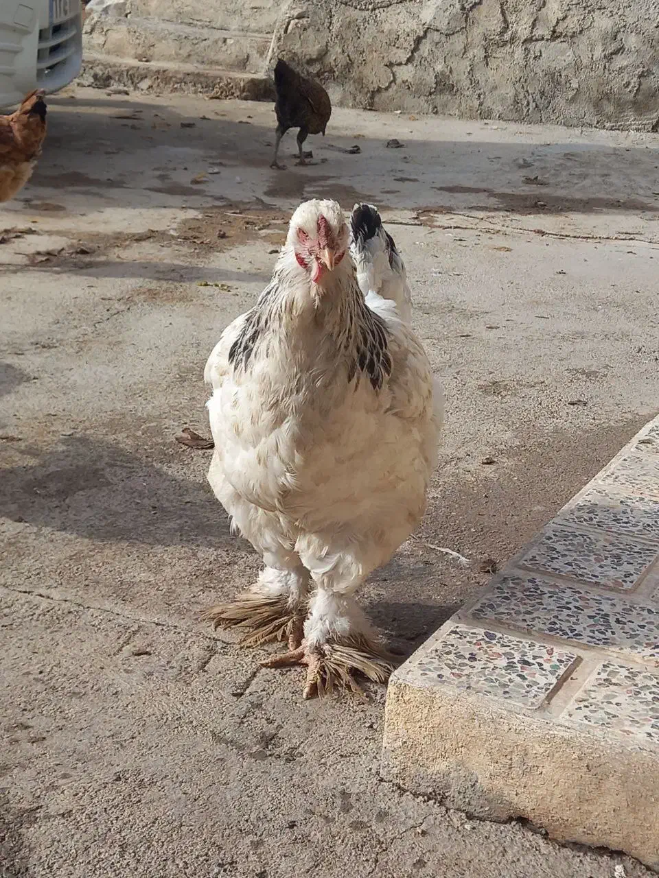 مرغ‌ و خروس برهما،مرغابی اسرائیلی|حیوانات مزرعه|ماهیدشت, |دیوار