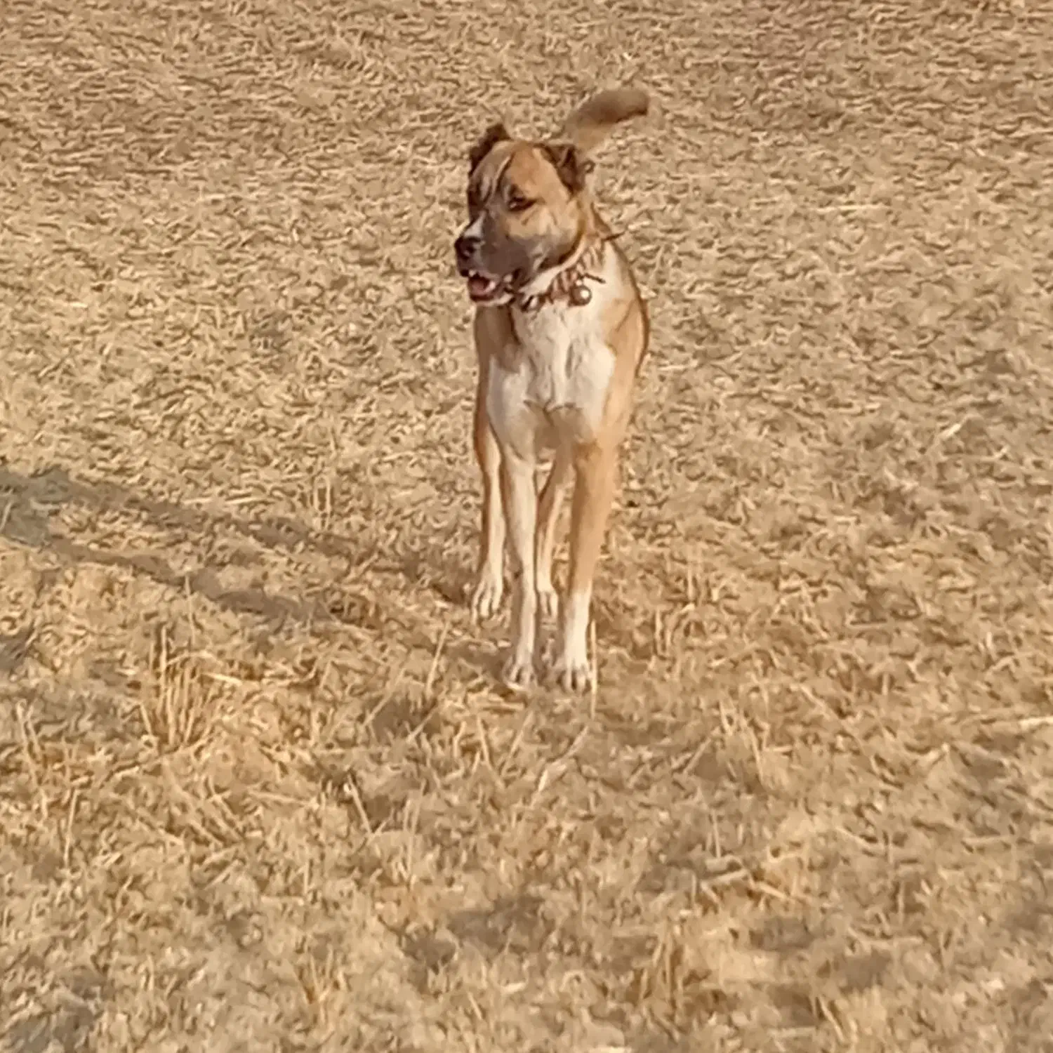 سگ قوچان|حیوانات|قوچان, |دیوار