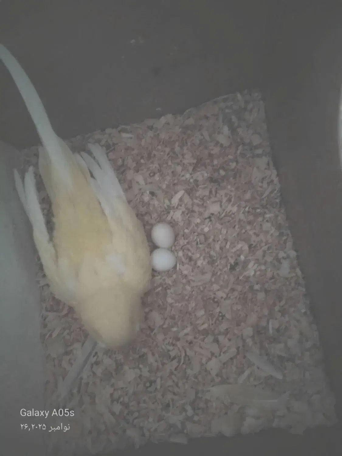 چند جفت مرغ عشق روی تخم|پرنده|بردسکن, |دیوار