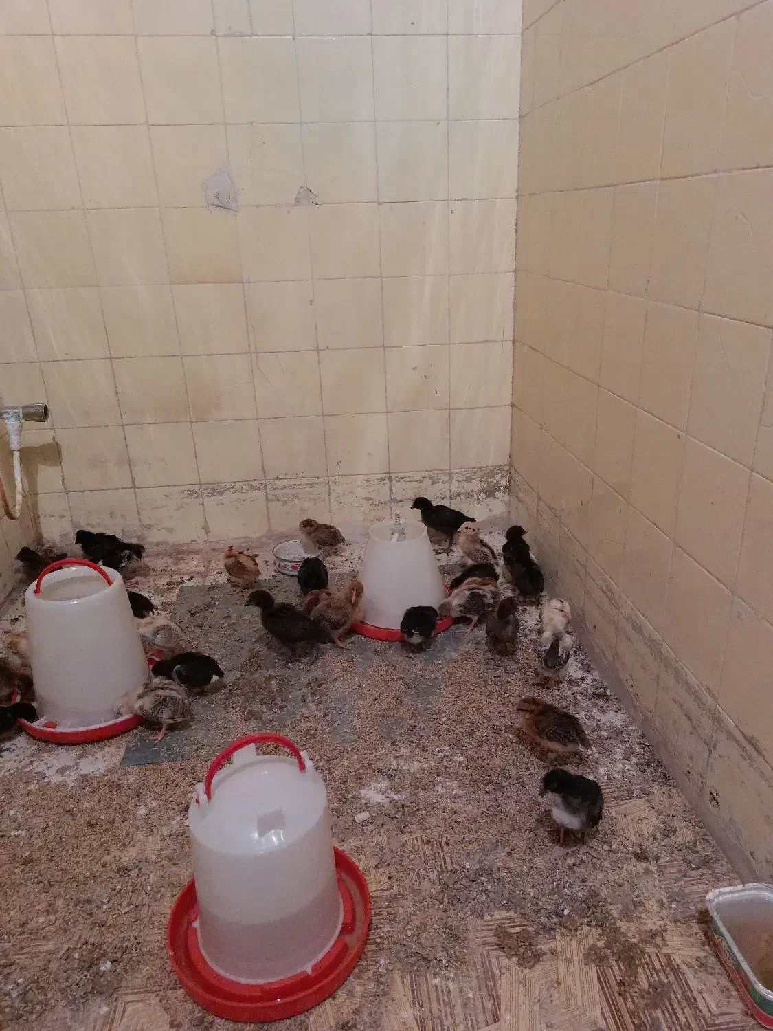 جوجه مرغ|حیوانات مزرعه|فردوس (خراسان), |دیوار