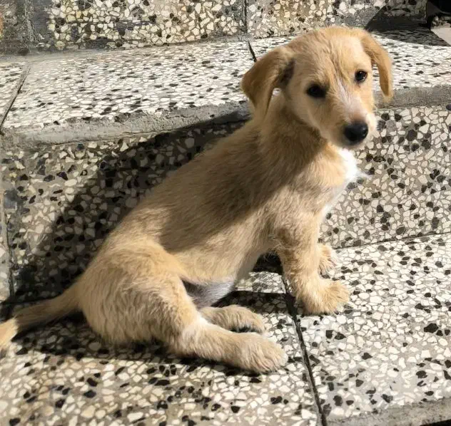 سگ پاکوتاه|سگ|بندر ترکمن, |دیوار