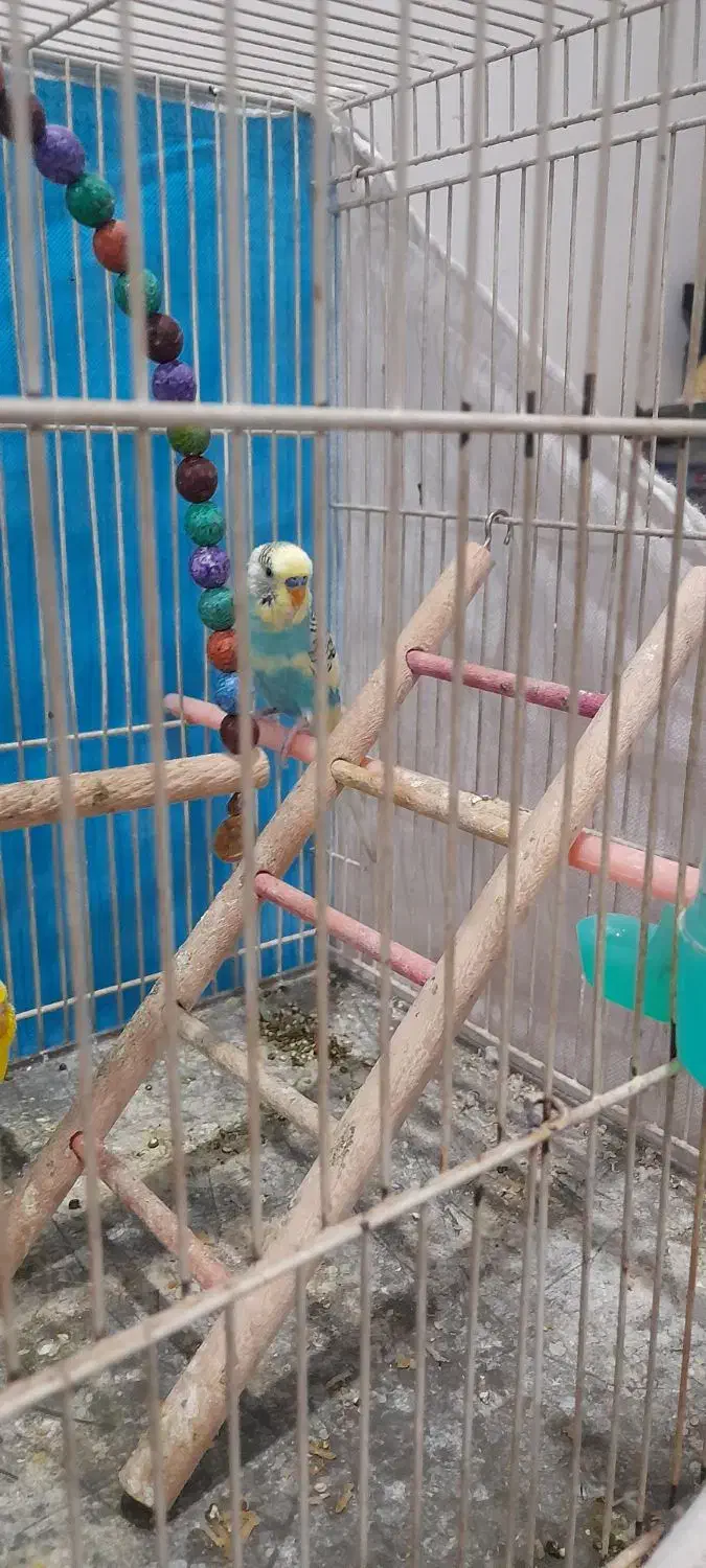 یک جفت مرغ عشق بسیار زیبا|پرنده|مشهد, نیزه|دیوار