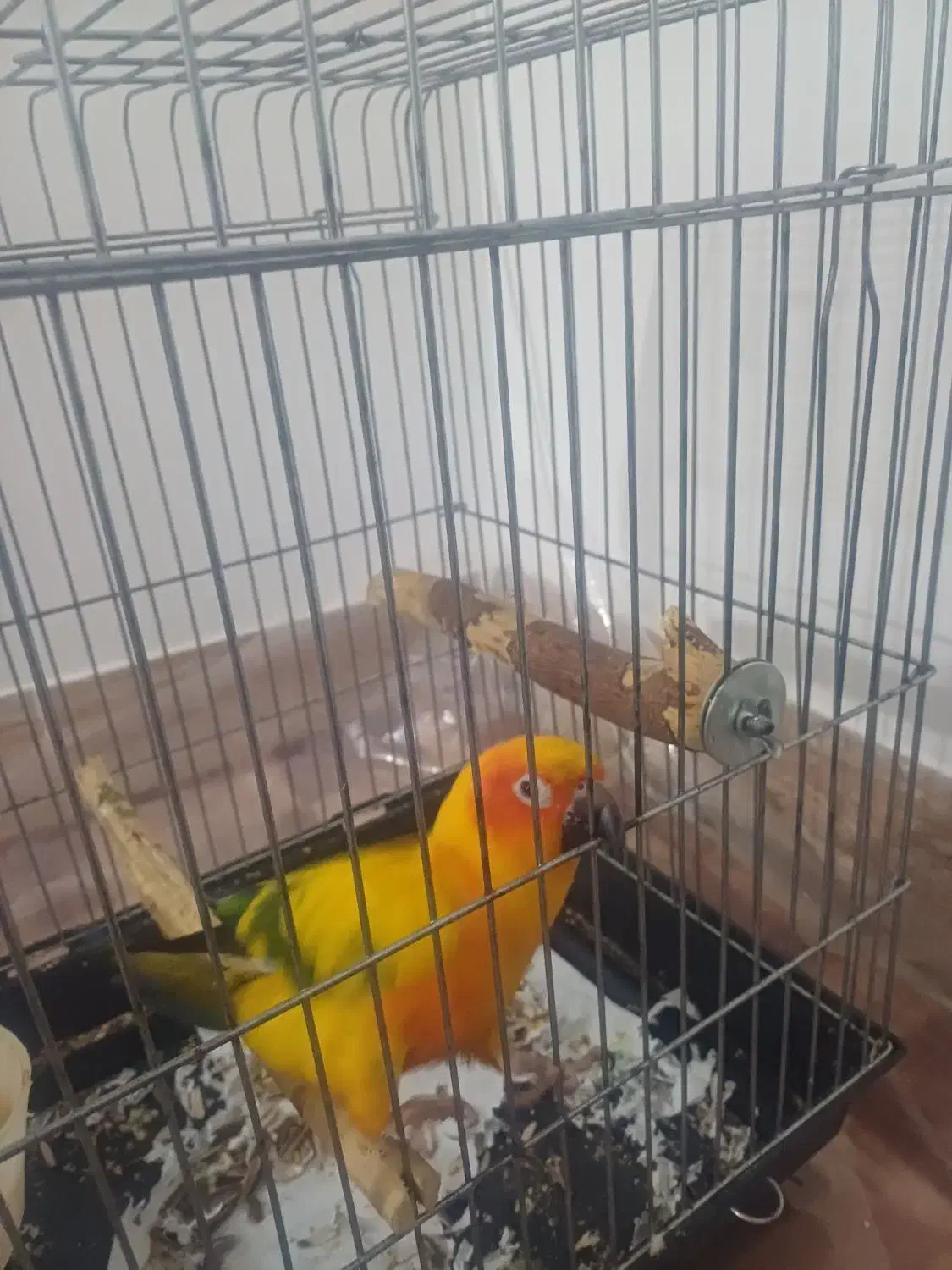 فروش پرنده|پرنده|مینودشت, |دیوار