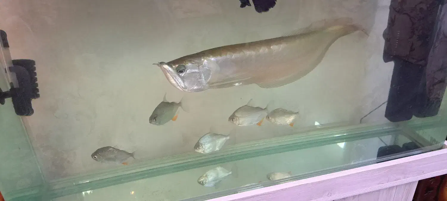 آروانا|ماهی|قدس, شهر‌قدس|دیوار