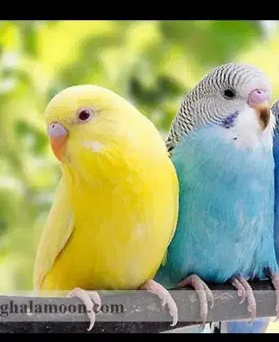 فنج مرغ عشق معاوظه مورغ خروس آردک|حیوانات مزرعه|قرچک, مهدیه|دیوار