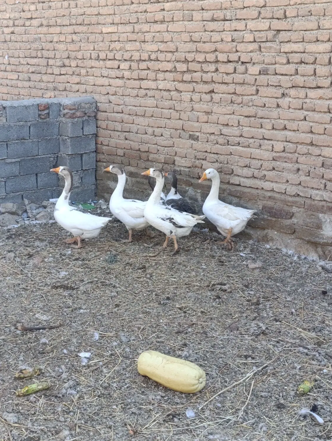غاز|حیوانات مزرعه|نقده, |دیوار
