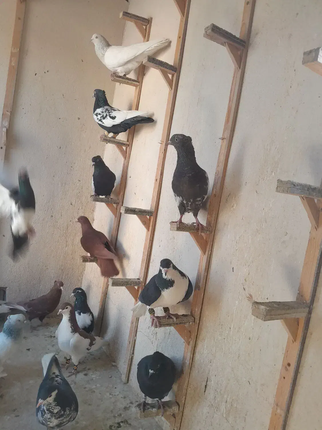 کبوتر|پرنده|مشهد, کارگران|دیوار