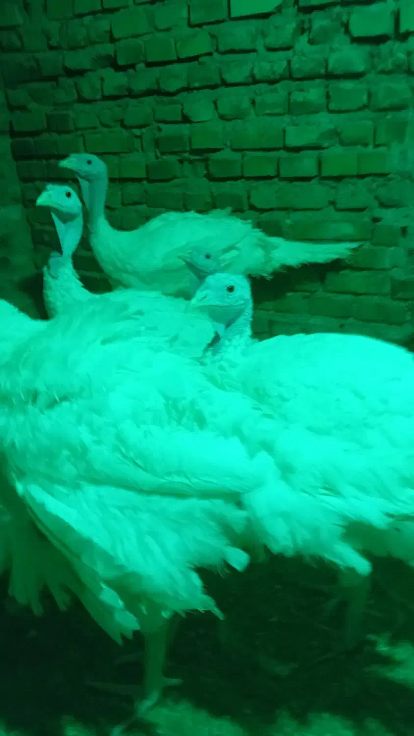 بُوقِلَمُون زنده وزن گوشتی|حیوانات مزرعه|فاضل آباد, |دیوار