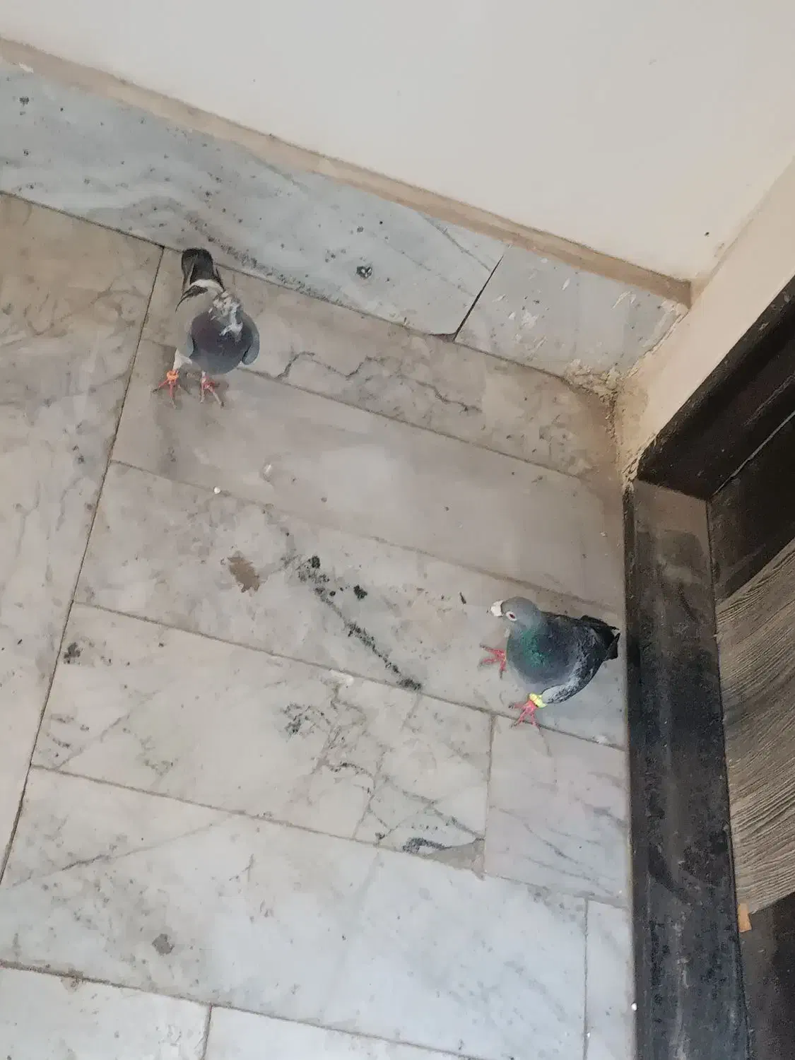 کفتر صید|پرنده|مشهد, نوید|دیوار