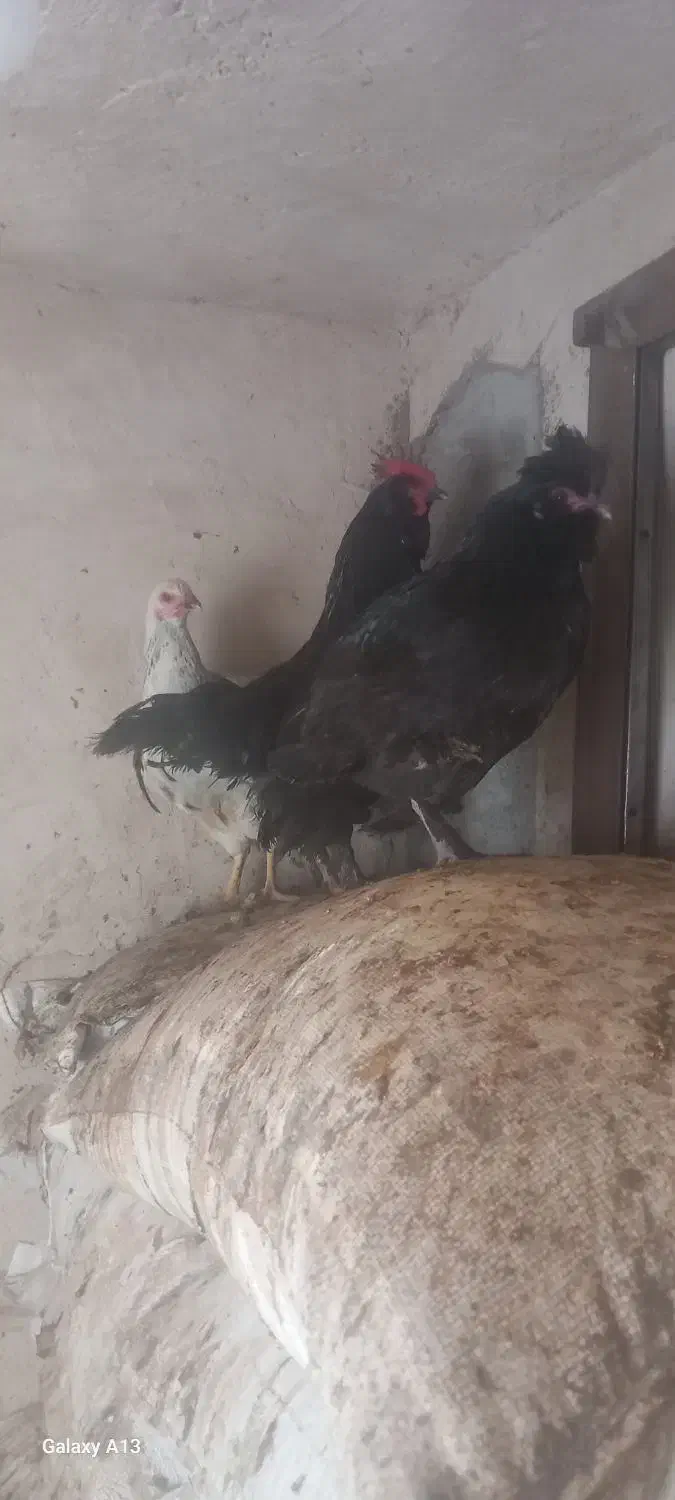 خروس و۲عدد مرغ|حیوانات مزرعه|تبریز, |دیوار