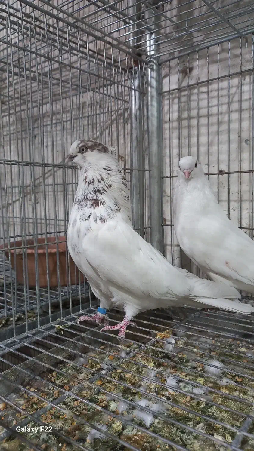 کبوتر تهرانی|پرنده|خمینیشهر, |دیوار