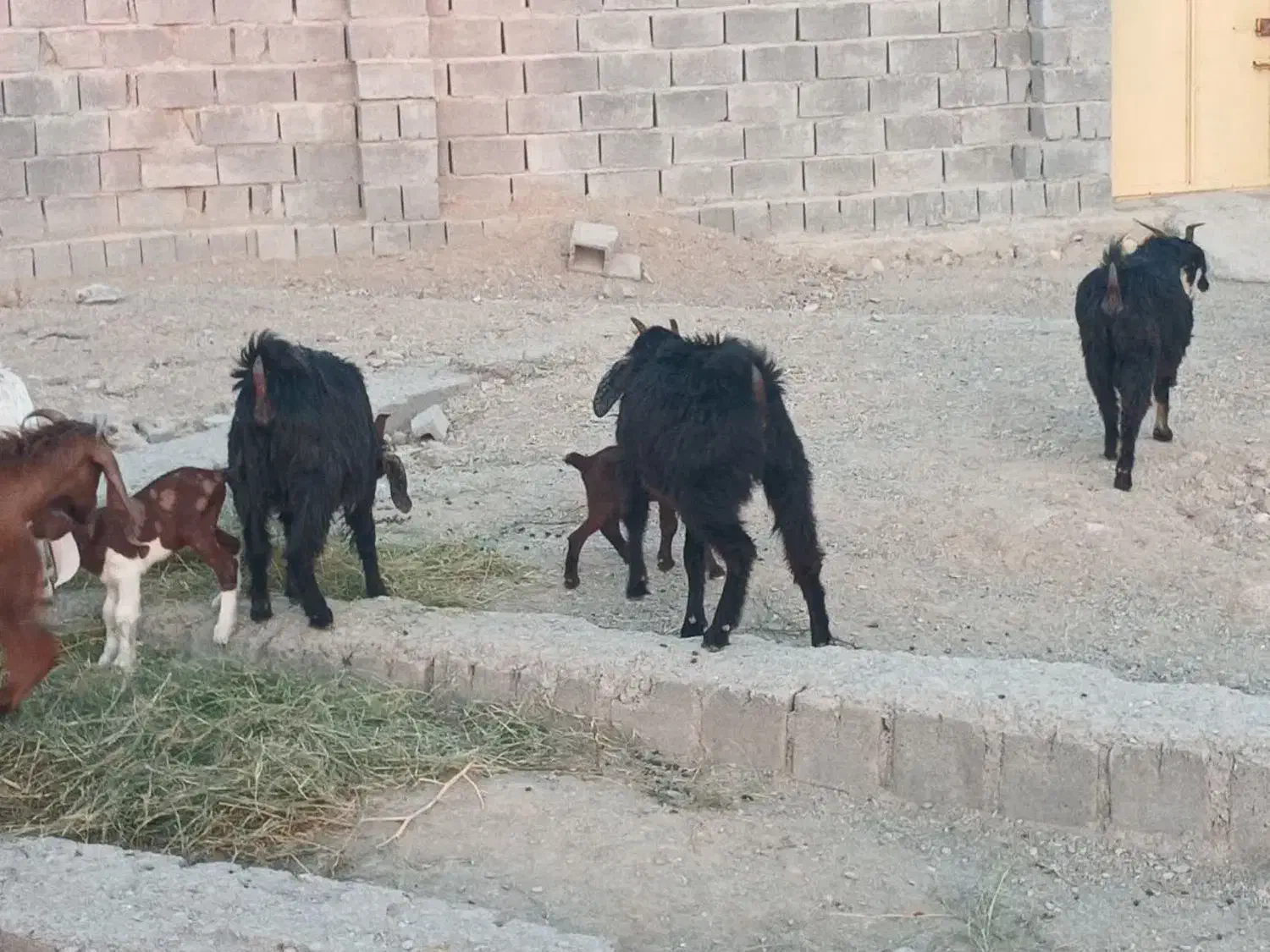 فروش گوسفند محلی|حیوانات مزرعه|رودخانه, |دیوار