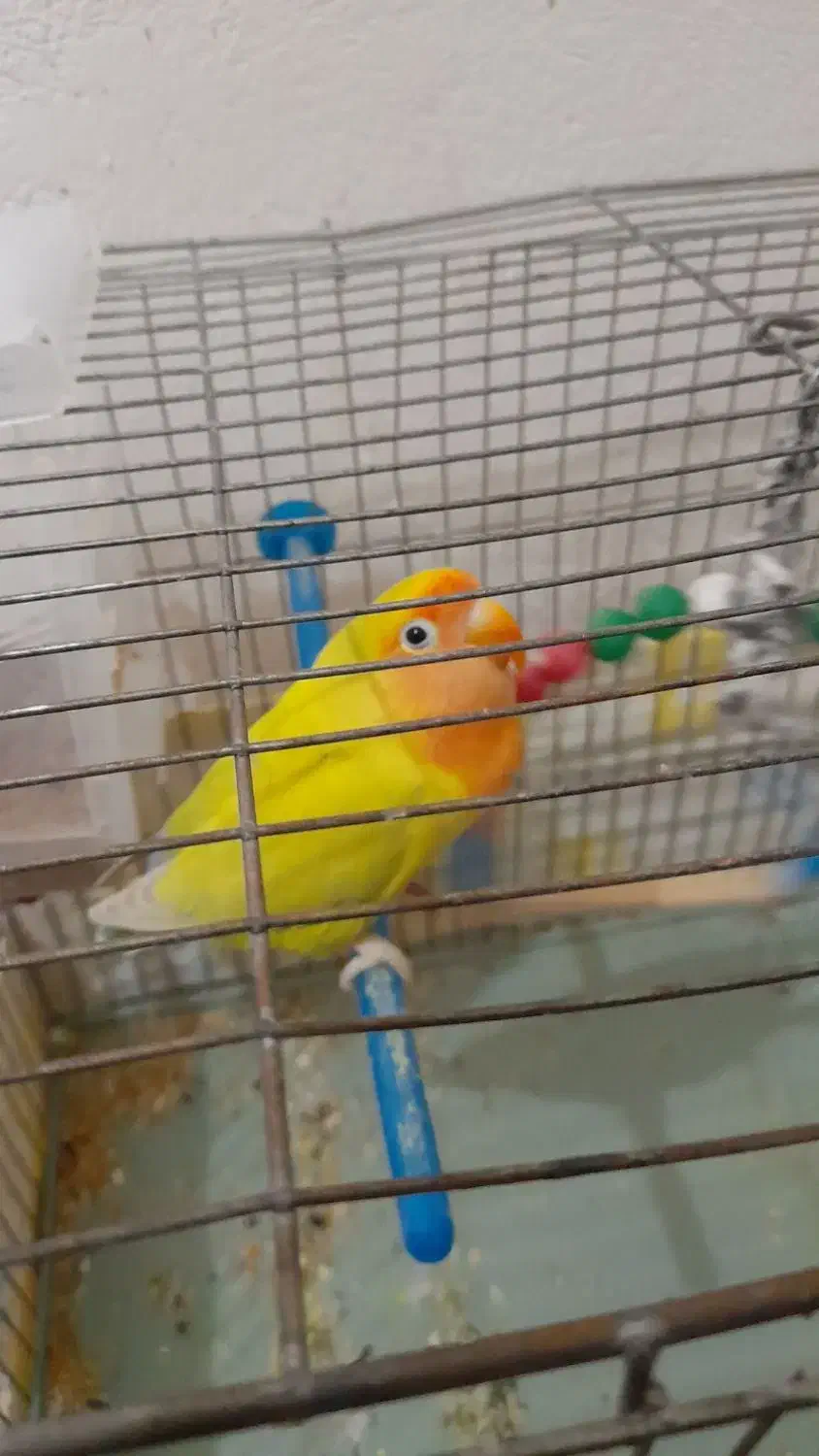 طوطی برزیلی|پرنده|سقز, |دیوار