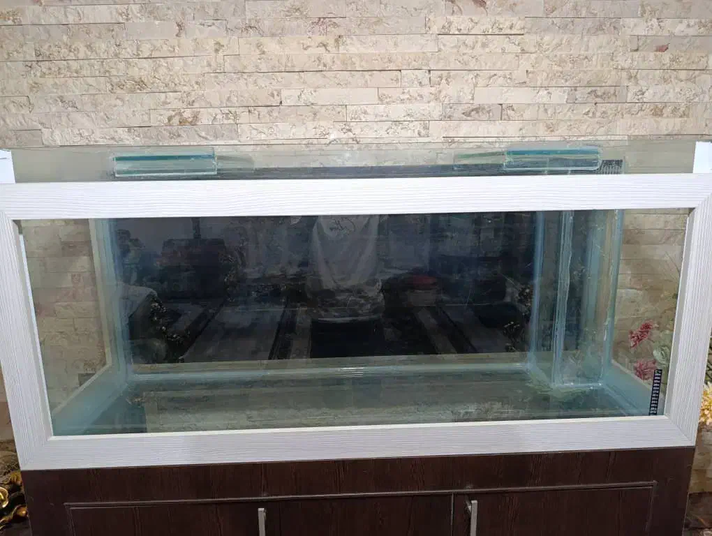 آکواریوم|ماهی|بازرگان, |دیوار