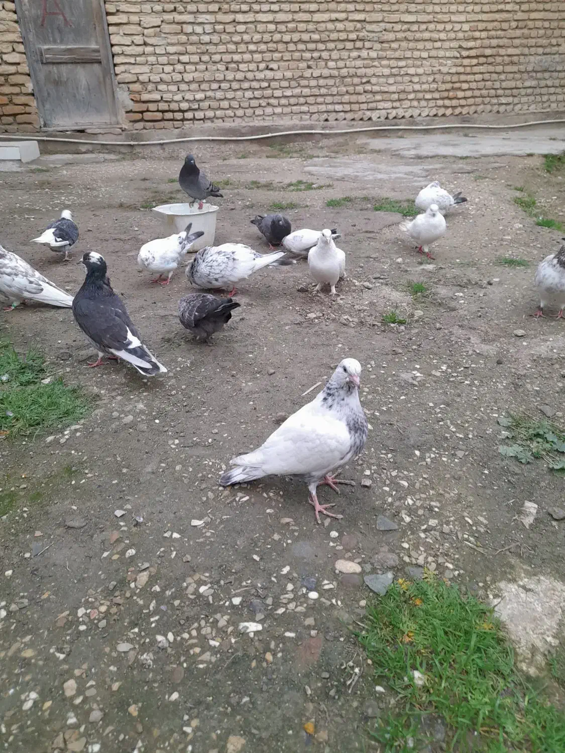 کفتر های بندرترکمن|پرنده|بندر ترکمن, |دیوار