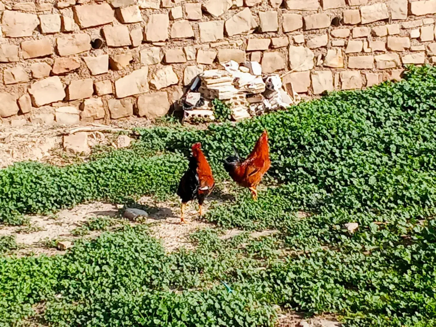 خروس ۱سال|خوردنی و آشامیدنی|مسجد سلیمان, |دیوار