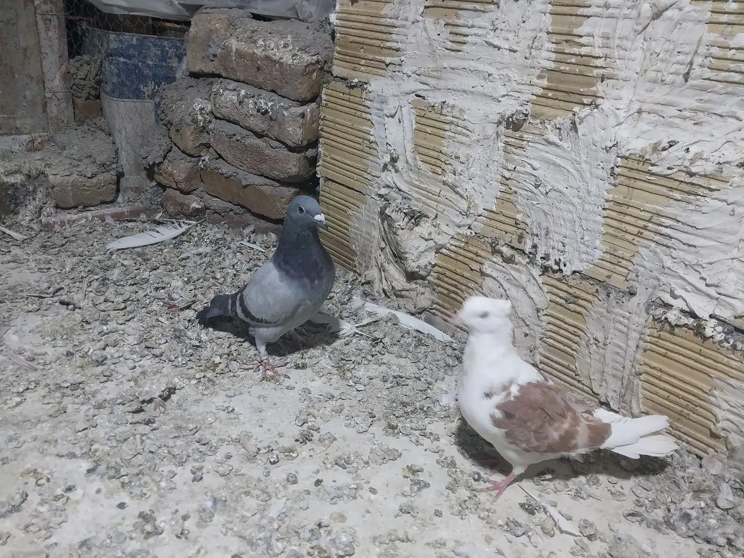 پرندهدرپرند|پرنده|بروجرد, |دیوار