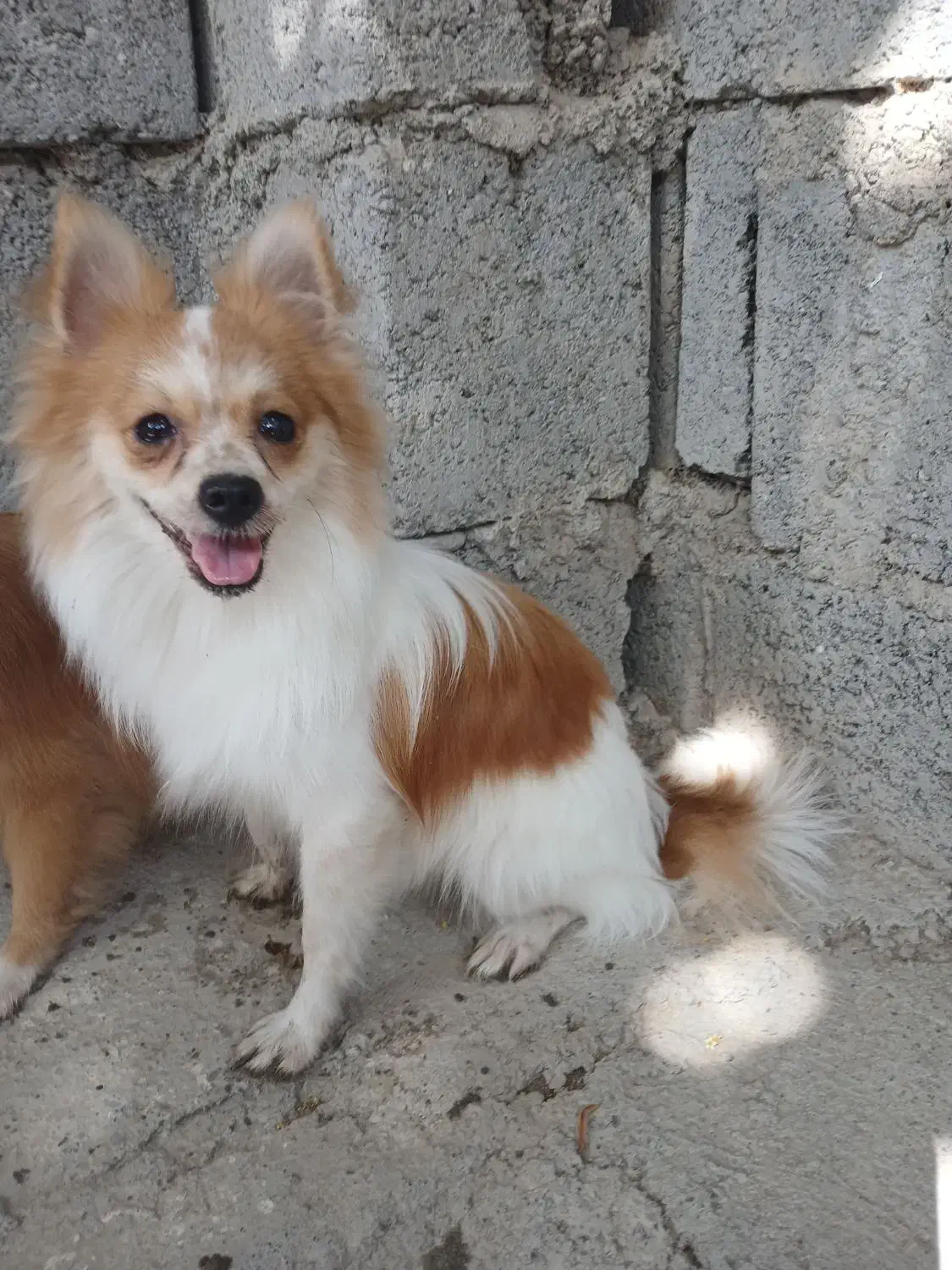 سگ سایز ریز|سگ|میناب, |دیوار