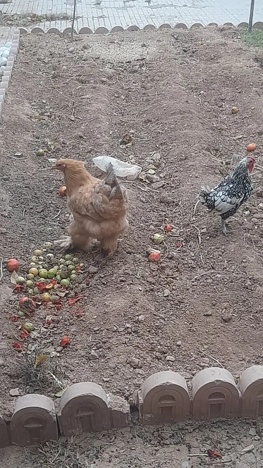 فروش مرغ خروس|حیوانات مزرعه|لاران, |دیوار