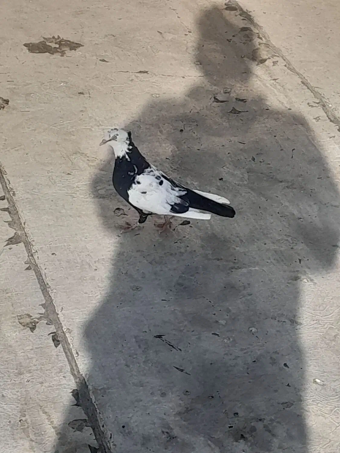 کبوتر|پرنده|قزوین, |دیوار