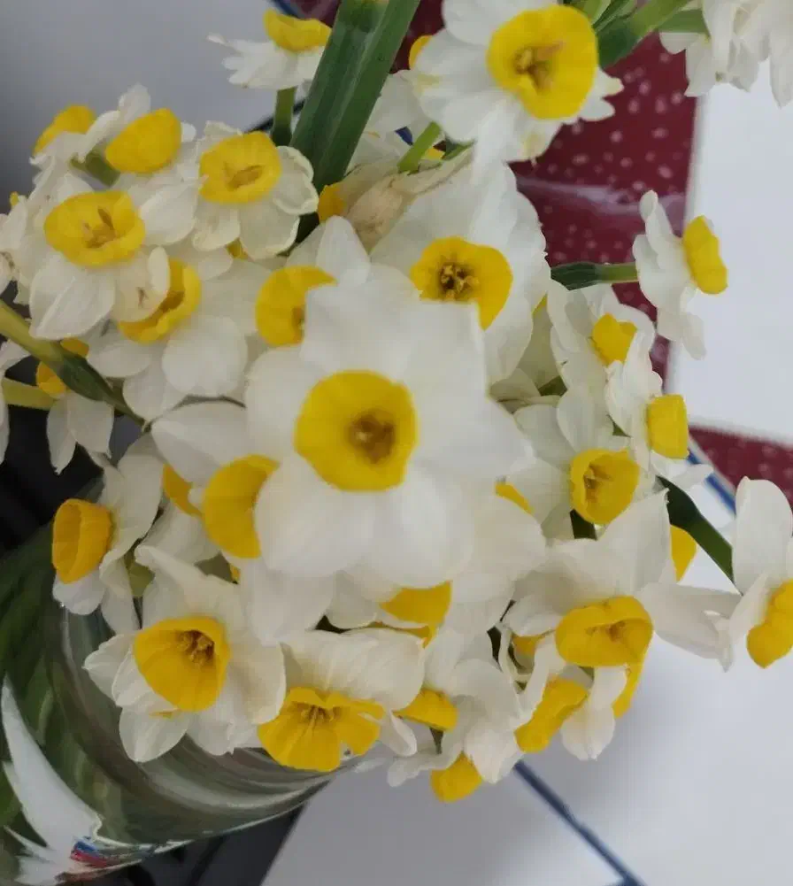 گل نرگس|گل و گیاه طبیعی|جنت, |دیوار