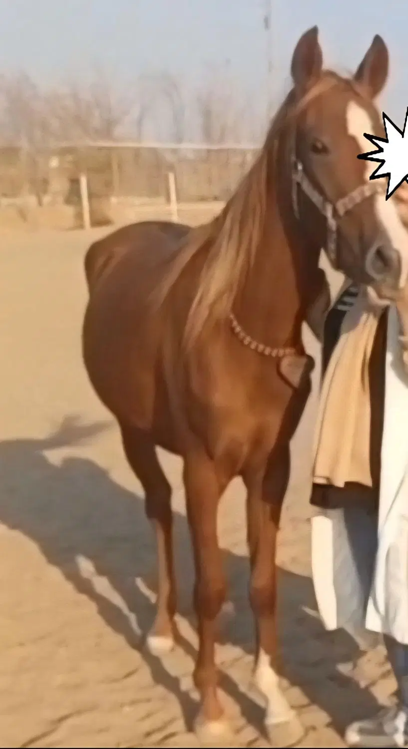 اسب|اسب و تجهیزات اسب‌سواری|سیرجان, |دیوار