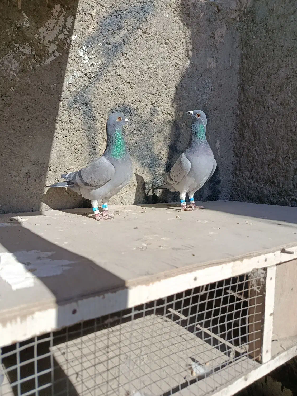 کبوتر المانی و کرمانی|پرنده|زاهدان, |دیوار