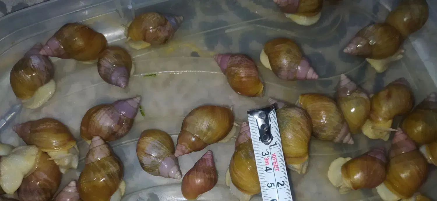 حلزون تعداد زیاد فقط دانه ای  پانزده هزار تومان|خزنده|قزوین, |دیوار