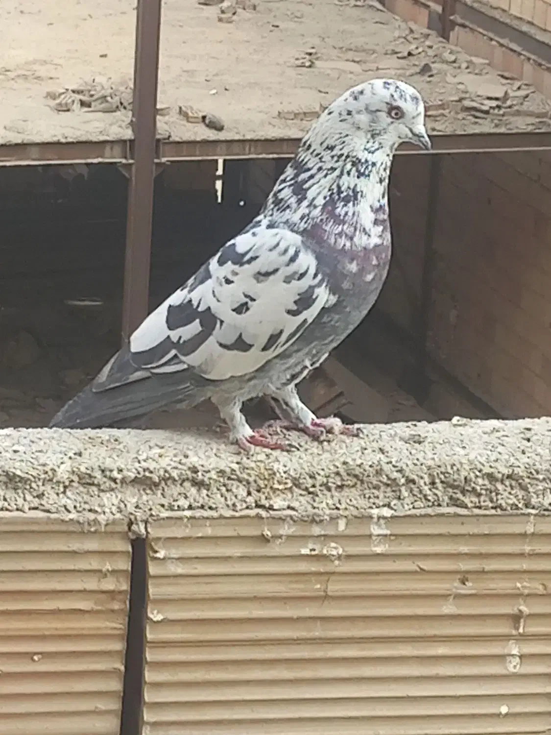 کفتر|پرنده|چهاردانگه (تهران), |دیوار