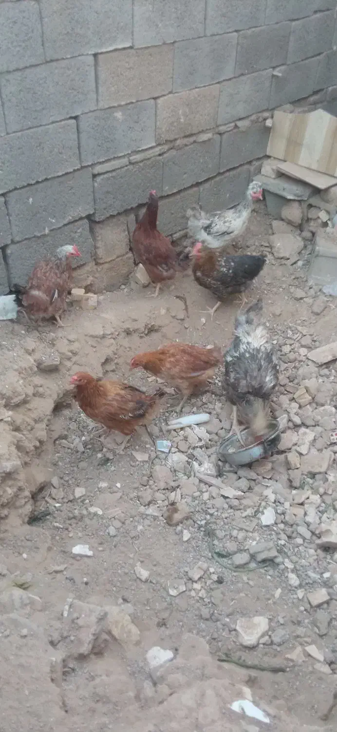 مرغ محلی|حیوانات مزرعه|خواف, |دیوار