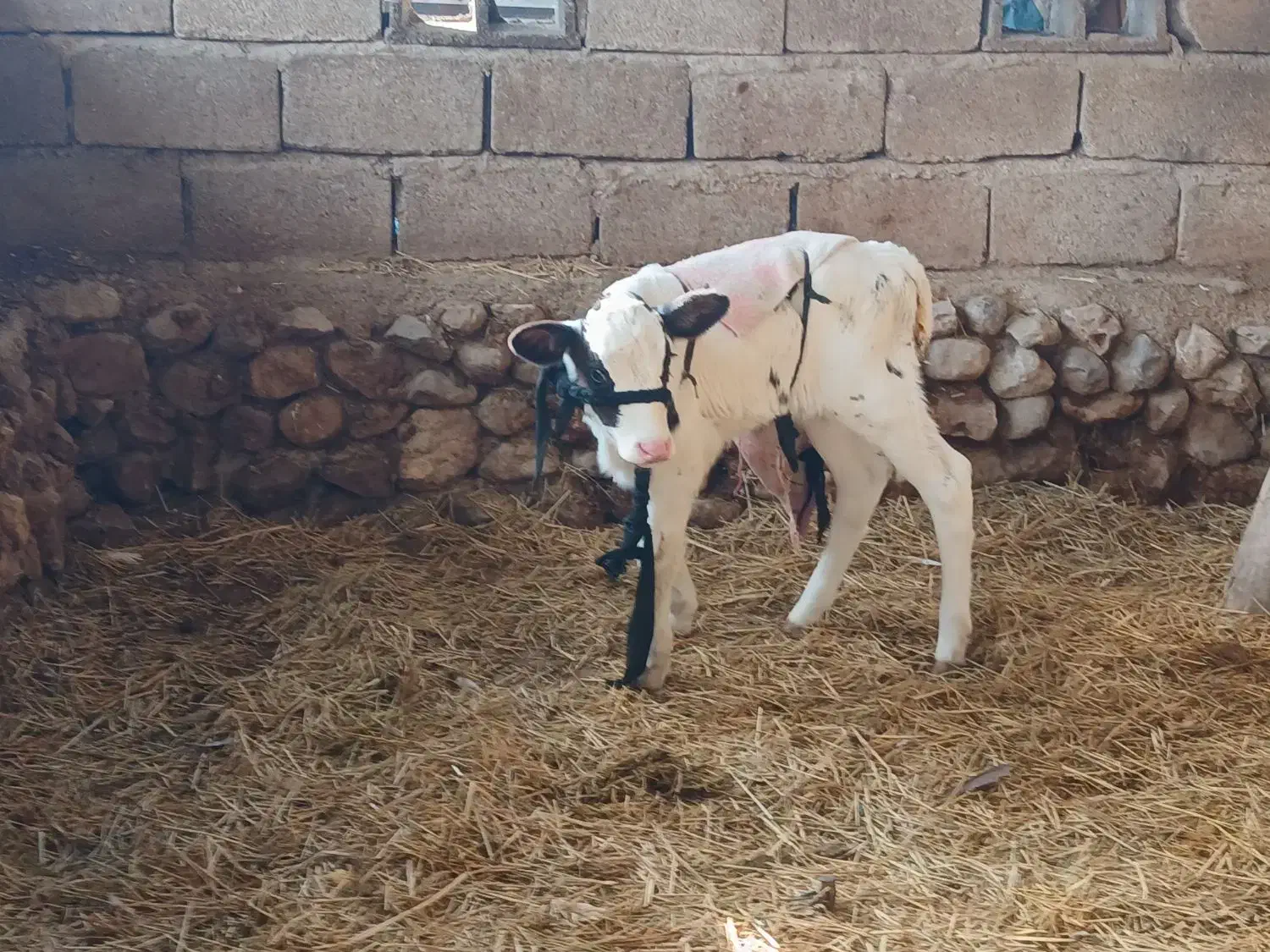 گاو|حیوانات مزرعه|رستم, |دیوار