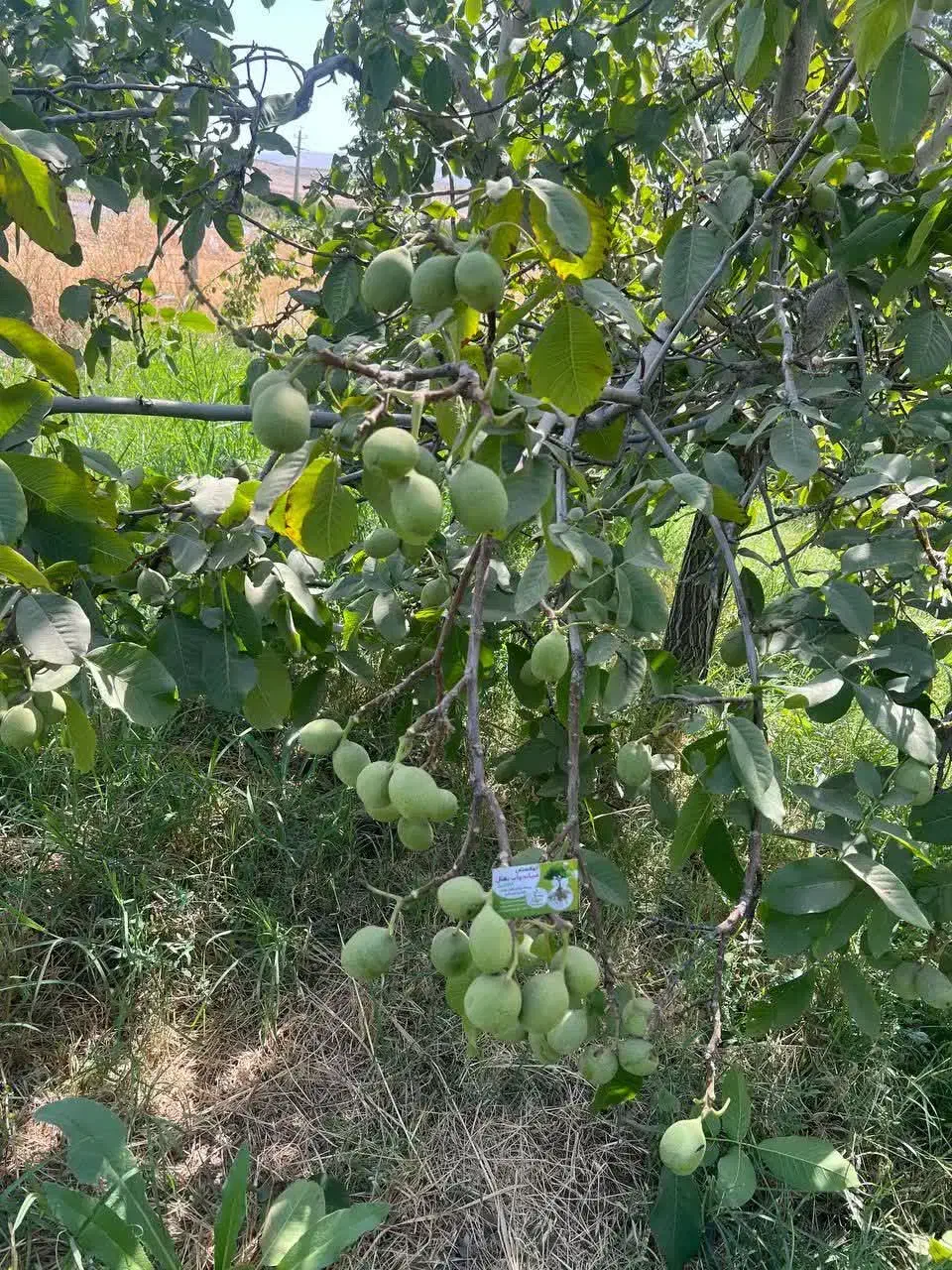 تولید و فروش نهال گردو جمال|خدمات باغبانی و درختکاری|آبدانان, |دیوار